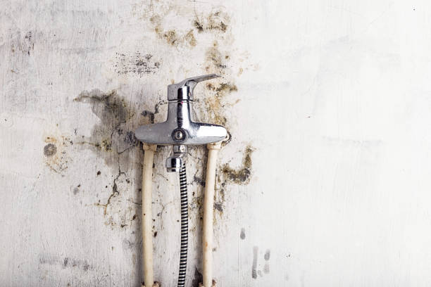 Best Post-Flood Mold Remediation in Chetopa, KS