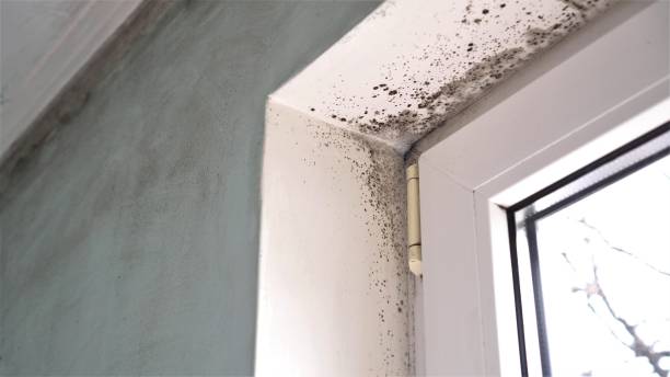 Best HVAC Mold Remediation in Chetopa, KS