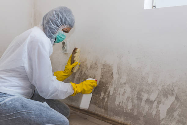 Best Crawl Space Mold Remediation in Chetopa, KS