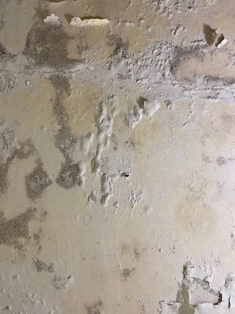 Best Mold Testing and Inspection Services in Chetopa, KS