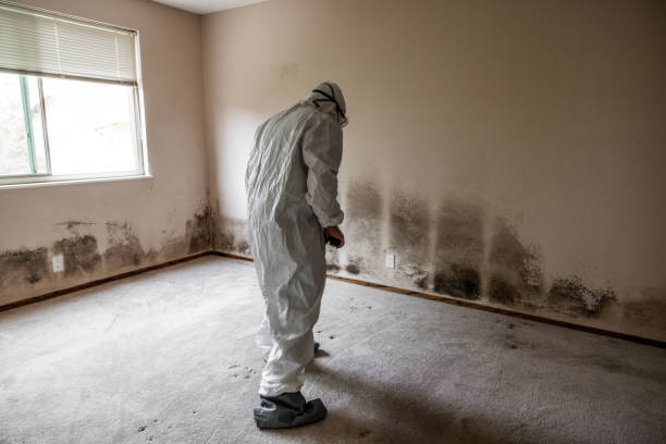 Best White Mold Remediation in Chetopa, KS