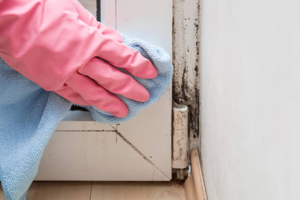 Best Crawl Space Mold Remediation in Chetopa, KS